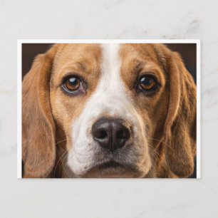 adorable Beagle dog postecard Postcard