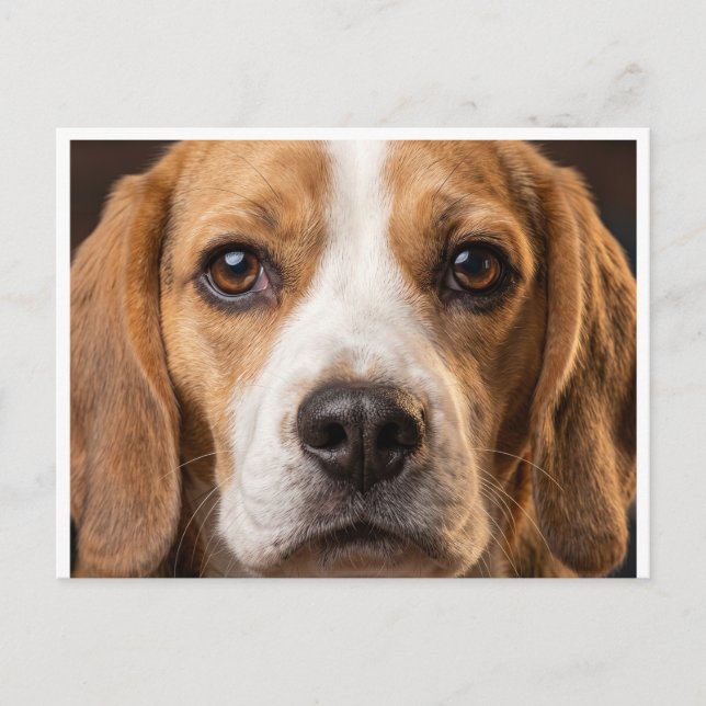 adorable Beagle dog postecard Postcard (Front)