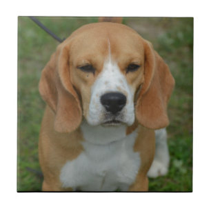 Adorable Beagle Tile