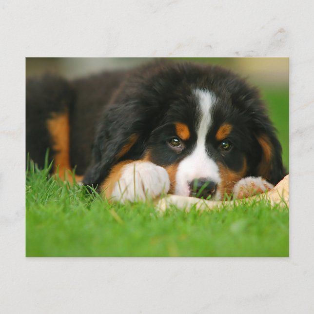 Adorable Bernese Mountain Dog Puppy Postcard (Front)