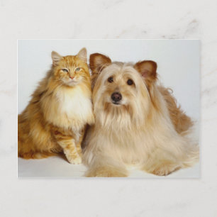 Adorable Best Friends Dog and Cat Photo Postcard