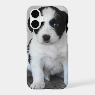 Adorable Black and White Puppy