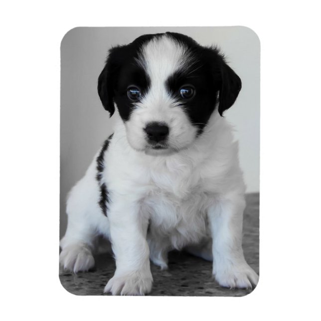 Adorable Black and White Puppy Magnet (Vertical)