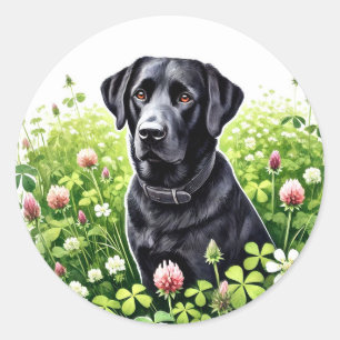 Adorable Black Lab in a Field of Clover Classic Round Sticker