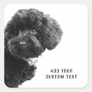 ©Adorable Black Poodle Puppy Custom Square Sticker