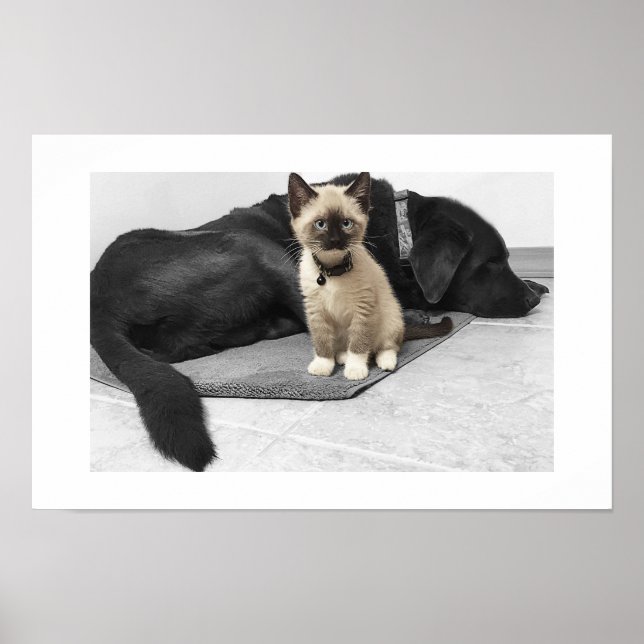 Adorable Blue Eyed Sentry Cat Poster (Front)