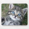 Adorable Blue-Eyed Silver Tabby Kitten Mousepad