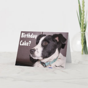Adorable Border Collie Heeler Mix Sleepy Puppy Card