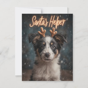 Adorable Border Collie Puppy as Santa's Helper Postcard
