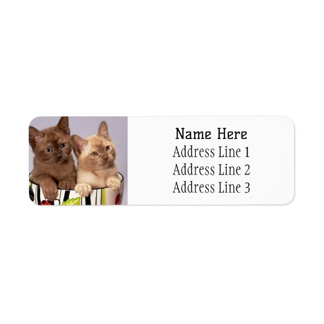 Adorable Burmese Kittens in a cup return address (Front)