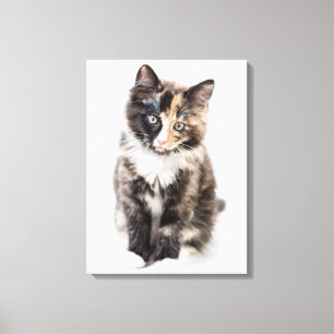 Adorable Calico Kitten Canvas Print