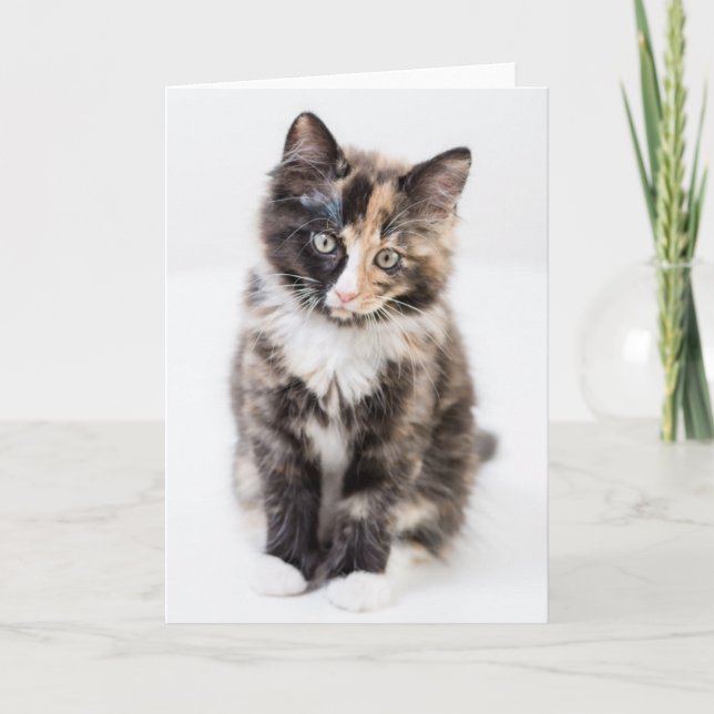 Adorable Calico Kitten Card (Front)