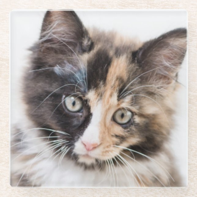Adorable Calico Kitten Glass Coaster (Front)