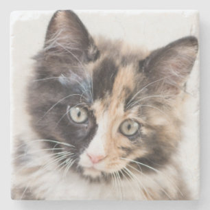 Adorable Calico Kitten Stone Coaster