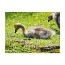 Adorable Canada Goose gosling