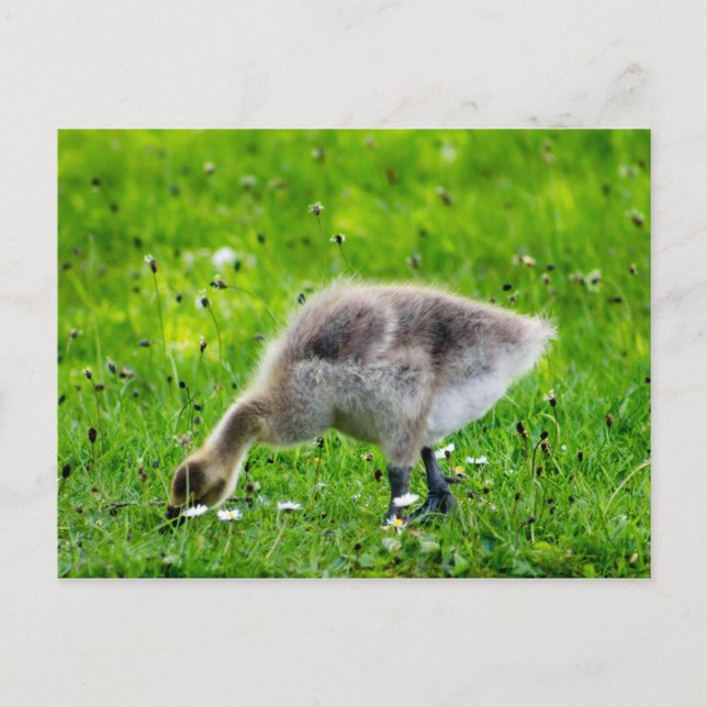 Adorable Canada Goose gosling Postcard (Front)