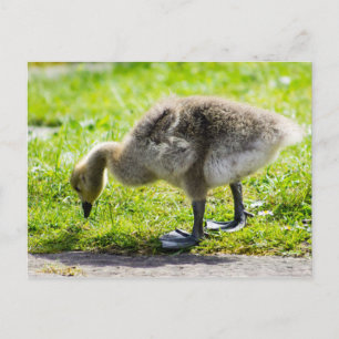 Adorable Canada Goose gosling Postcard