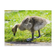 Adorable Canada Goose gosling