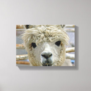Adorable Canvas Print