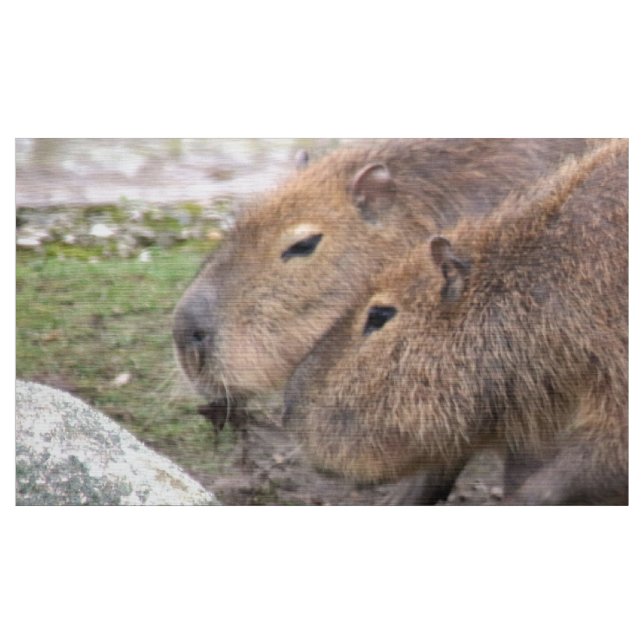 Adorable capybaras, fabric (Yard)