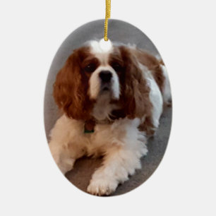 Adorable Cavalier King Charles Spaniel Ceramic Tree Decoration