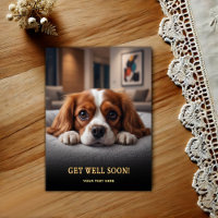 Adorable Cavalier King Charles Spaniel Get Well