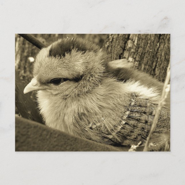 Adorable Chick Playing in the Garden Postcard (Front)