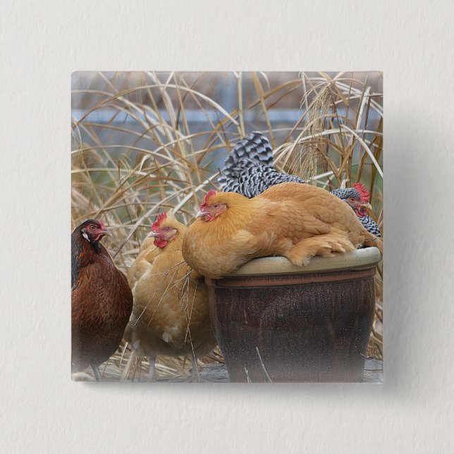 Adorable Chicken Button (Front)