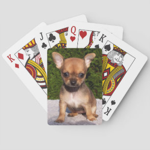Adorable Chihuahua Puppy Dog Playing Cards
