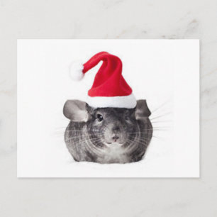 Adorable Chinchilla Santa Model Holiday Postcard