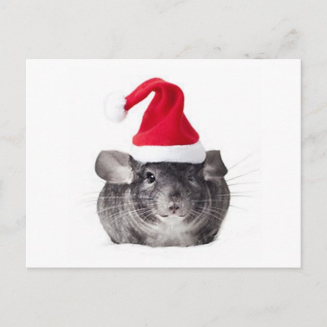 Adorable Chinchilla Santa Model Holiday Postcard (Front)