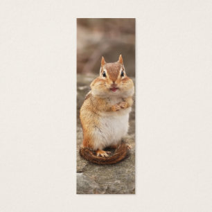 Adorable Chipmunk