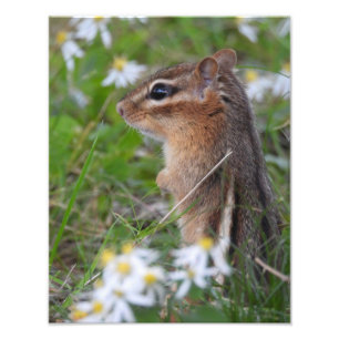 Adorable Chipmunk in flowers Photo Print