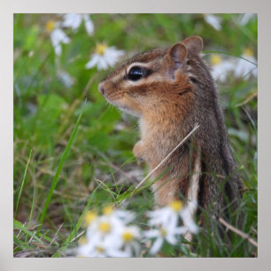 Adorable Chipmunk in flowers Poster