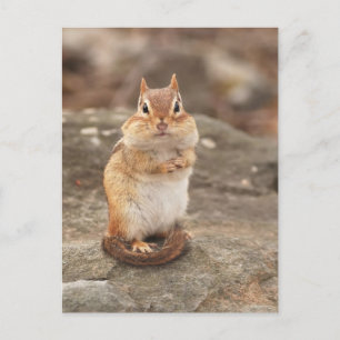 Adorable Chipmunk postcard