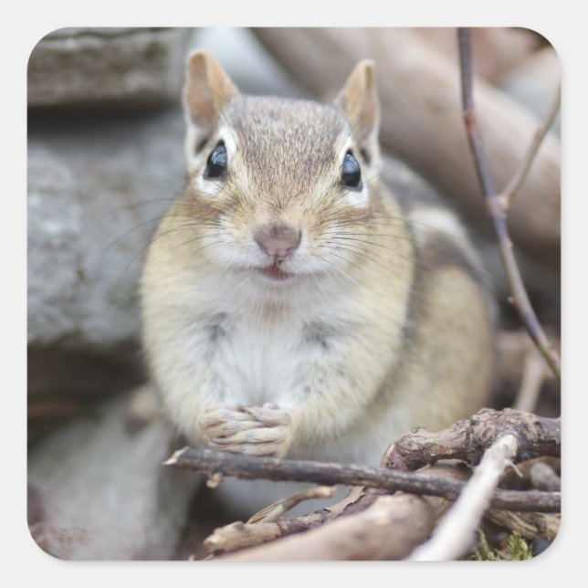Adorable Chipmunk Smiling Square Sticker (Front)