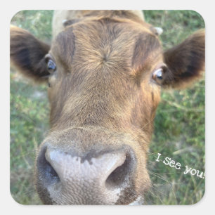 Adorable Cow Being Nosey Sticker