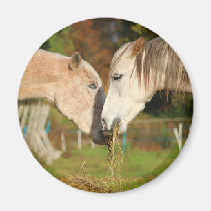 Adorable Cuddling Horses Eating Hay Magnet