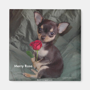 Adorable Cute Baby Chihuahua Merry Rose Magnet
