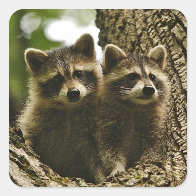 Adorable Cute Baby Raccoons Photo Square Sticker (Front)