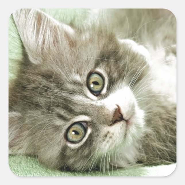 Adorable Cute Grey Tabby Kitten Paw Play Tapping Square Sticker (Front)