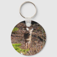 Adorable Deer in the Woods Nature Photography