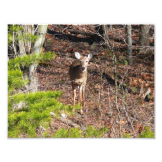 Adorable Deer in the Woods Nature Photography Photo Print