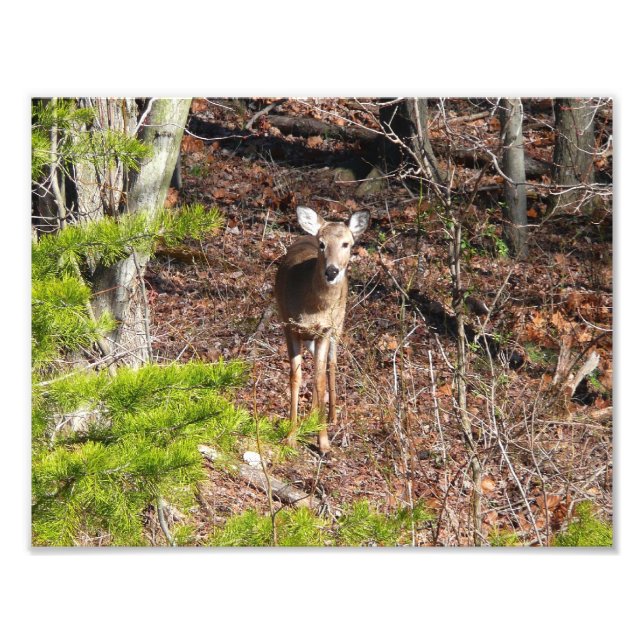 Adorable Deer in the Woods Nature Photography Photo Print (Front)