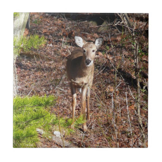 Adorable Deer in the Woods Nature Photography Tile