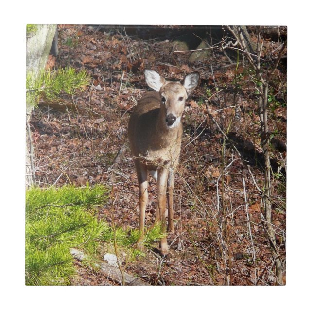 Adorable Deer in the Woods Nature Photography Tile (Front)