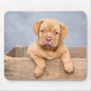 Adorable Dog Love Photo Mouse Pad