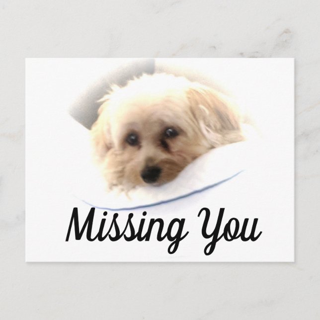 Adorable Dog Missing You Postcard (Front)