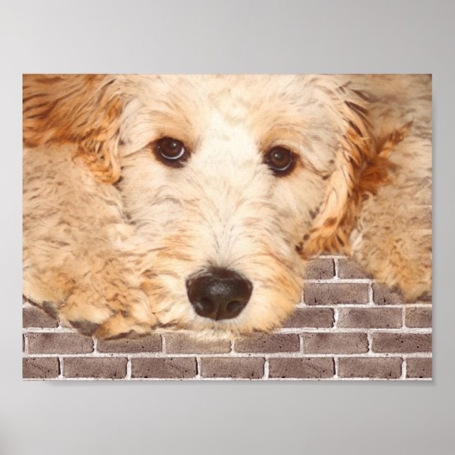 Adorable Dog Photo Poster (Front)