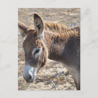 Adorable Donkey Postcard